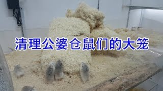 Download lagu 清理公婆类仓鼠们的大笼子， 顺便为以前的相关视频做回复...roborovski hamster mp3