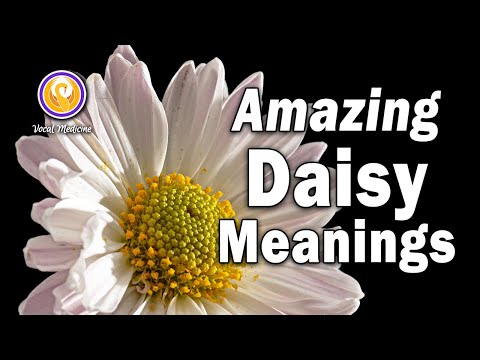 ヒナギクの意味: 驚くべき花の象徴性と歴史