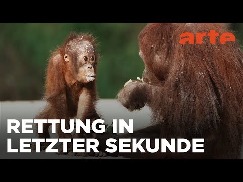 Borneo, wo junge Orang-Utans leben lernen | 360° Reportage | ARTE Fernweh