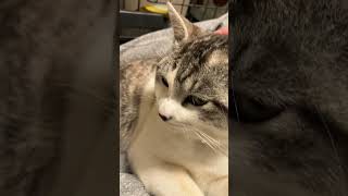 にねんまえ②名前を決めた日（最初は灰色とかネコって呼んでましたねハイ）