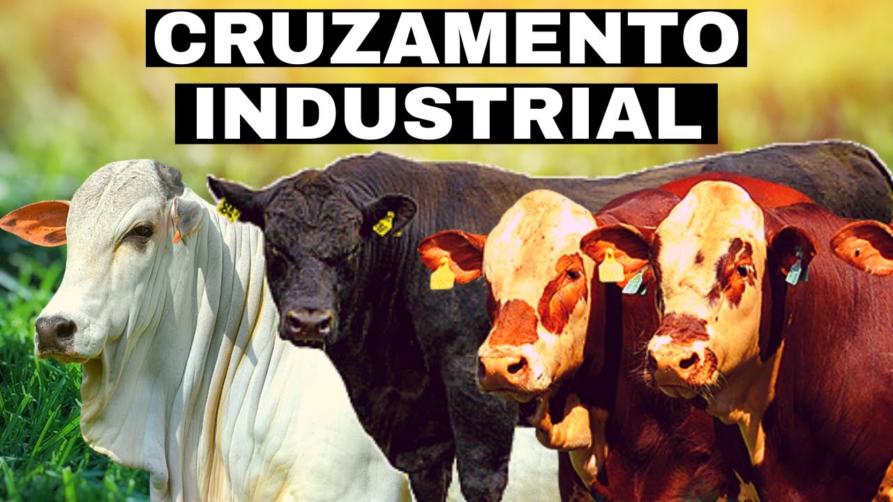 Como Fazer Cruzamento Industrial [ TRICOSS ]