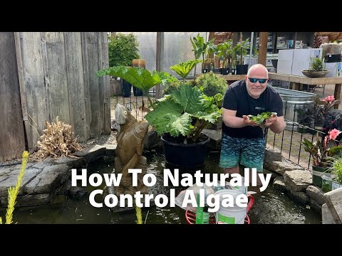 How To: Naturally Control Algae In Your Pond And Water Features