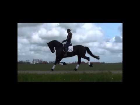 Dolce, 6 yr old FRIESIAN gelding, registered as Gait, competing at 3rd level