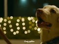 Yogi Babu Dog Comedy