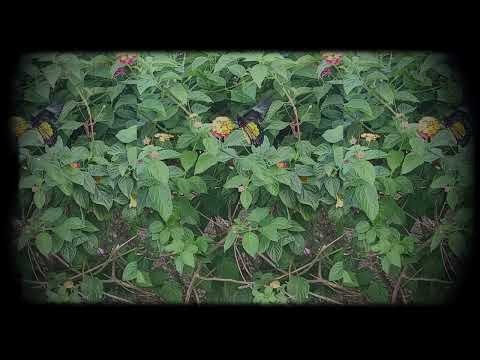 Maragondon to Calamba to Tagaytay |05-2024|