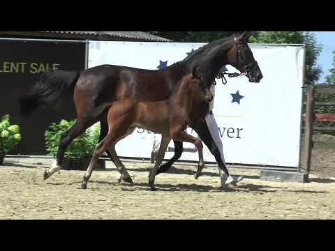 Fontaine TN X Dreamboy