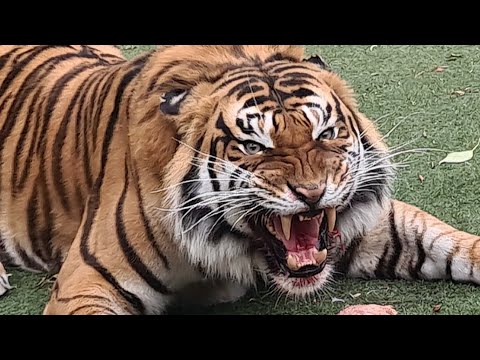 How the Tiger roar should be done!