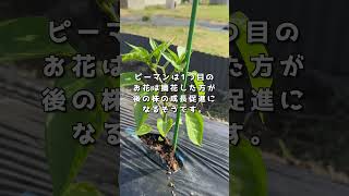 ショカツさん家の夏野菜物語2026 15日目　#ピーマン栽培 #トマト栽培 #家庭菜園#日常 #ほっこり動画 #日常vlog