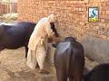 Jamidar Tera Haal Dekh K
