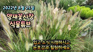 양재꽃시장 식물튜브 2022년 8월 25일 억새류,갈대류,스크렁류,초화류 입고 소식입니다. 예쁜 식물들 감상…