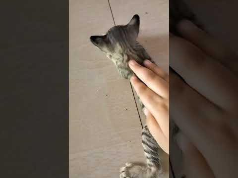 cutie cat😱🐈👌#viral #cutecat #trending #ytviral