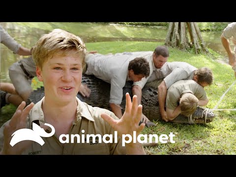 Equipe imobiliza um crocodilo enorme | A Família Irwin | Animal Planet Brasil