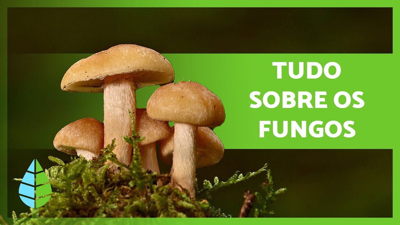 REINO FUNGI 🍄 (Definição, Características e Classificação)