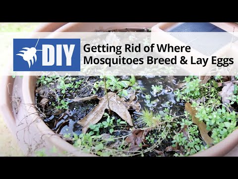  Getting Rid of Where Mosquitoes Breed and Lay Eggs Video 