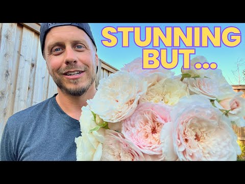 David Austin Rose Review - Emily Bronte