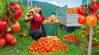 Harvesting 1000+ Organic Tomatoes, Eggplants & Peppers... Go to Countryside Market to Sell