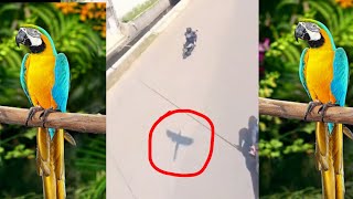 Download lagu BURUNG MACAW lepas terbang Bebas #Shorts #fyp mp3