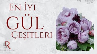 En iyi gül çeşitleri:Floribunda Gülleri Nedir ? Tarihçesi Ve Özellikle