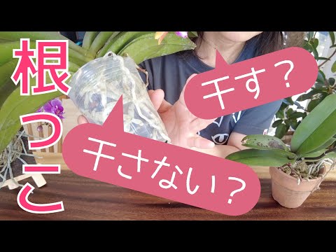 蘭の気根を切断することは許可されますか? トピックス