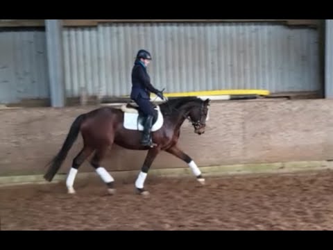 zu verkaufen: Cindarella 5 j. Holsteiner Stute von Uriko-Casall