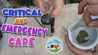 What to do if guinea pig has stopped eating and how to make critical emergency care food