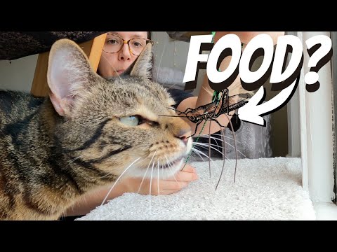 Insect cat food is not the answer
