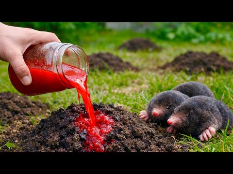 MOLES RUN IN JUST 2 DAYS! Make it yourself, naturally and effectively