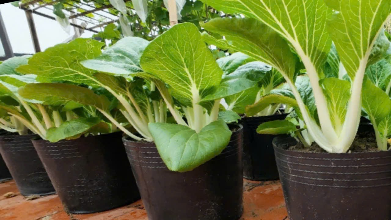 Growing white cabbage the ROKA way, juicy and crunchy in the mouth!