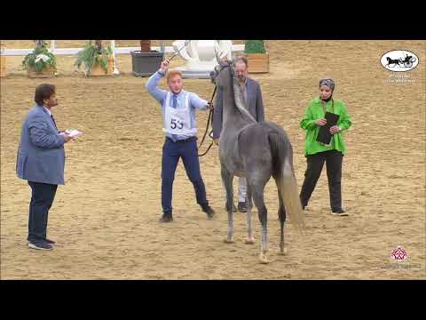 N 53 NASRAH AL SHAHANIA   1st Qatar Arabian Horse Show Local Bred