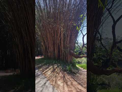 Bambuzal Jardim noTemplo ZU LAI