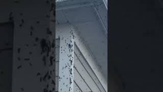 Florida Love Bugs: The Most Annoying Thing You'll Ever Experience