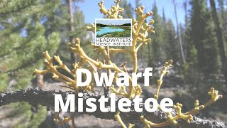 Learn About Host/Parasite Interactions: Dwarf Mistletoe
