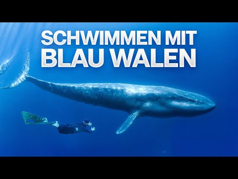 I LOOK into the EYES of a BLUE WHALE 🐋 | A dream comes true! 😍