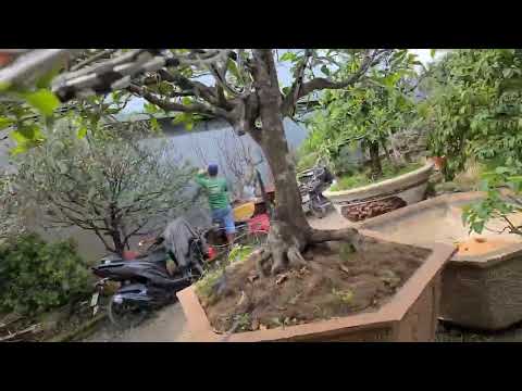 Tham Khảo Kỹ Thuật Uốn Lượn Nhánh Mai Chuyên Nghiệp Tại Vườn.