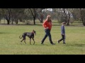 Greyhound Coursing Tips Common Questions