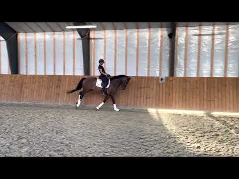 Højgaardens Miss Finique