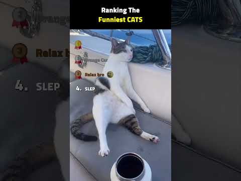 Ranking Funniest Cat Videos