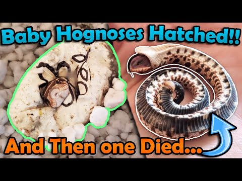 Our Baby Hognose Snakes Hatched!!