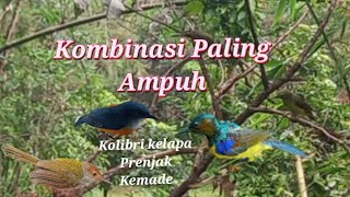 Download lagu Suara Pikat Kolibri Kelapa Ribut Kombinasi Prenjak Kemade Dijamin Ampuh mp3