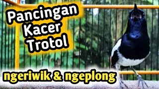 Download lagu PANCINGAN KACER TROTOL AGAR RAJIN NGRIWIK DAN NGEPLONG mp3