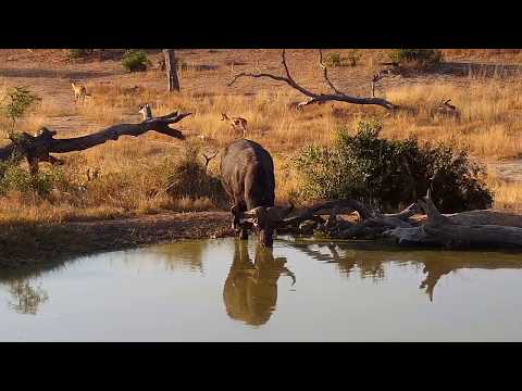 Djuma: Lone African Buffalo comes to the pan - 16:03 - 06/29/19