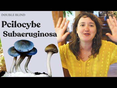 Australia's Native Mushroom: Psilocybe Subaeruginosa | DoubleBlind