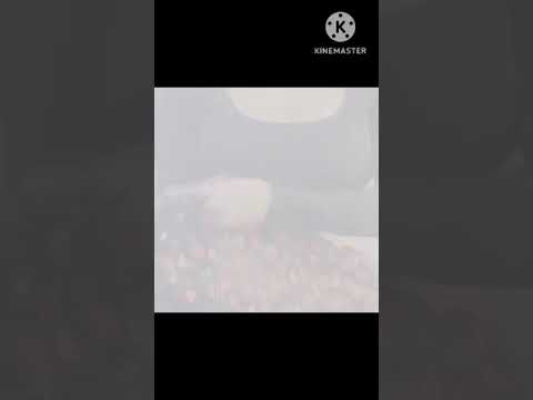 Mori Jaam X Pretty Assamese Smoke king