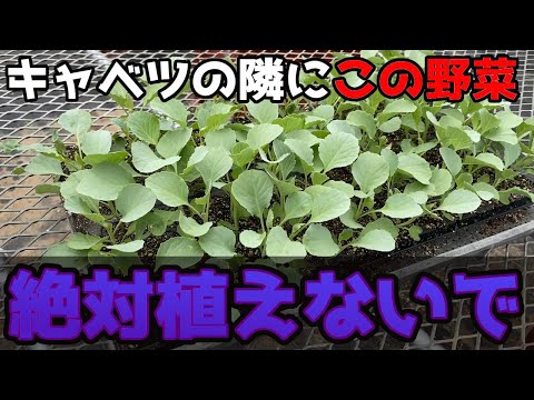 成功するにはインゲンの隣に何を植えますか?家庭菜園との良い関係、悪い関係のポイント  庭園