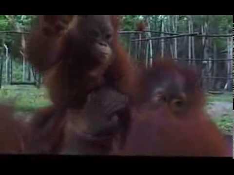Nilla Nielsen - Hymn for Orangutan (Lullaby for the Wounded)