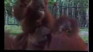 Nilla Nielsen - Hymn for Orangutan (Lullaby for the Wounded)