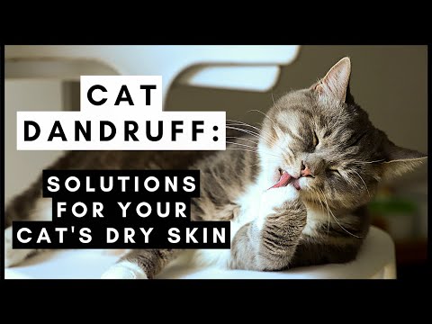 Cat Dandruff: Simple Solutions for Your Cat's Dry Skin