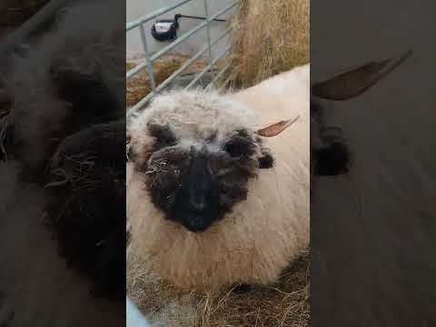 Moses, Marvin and Lily Valais Blacknose lambs sale - Image 2