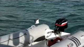 preview picture of video 'BVI Bareboat Charter 2005'