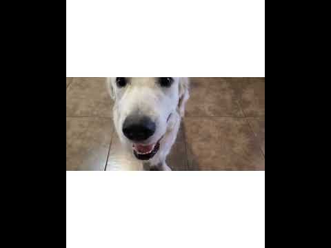 Crystal the Pet Nanny. LLC video.